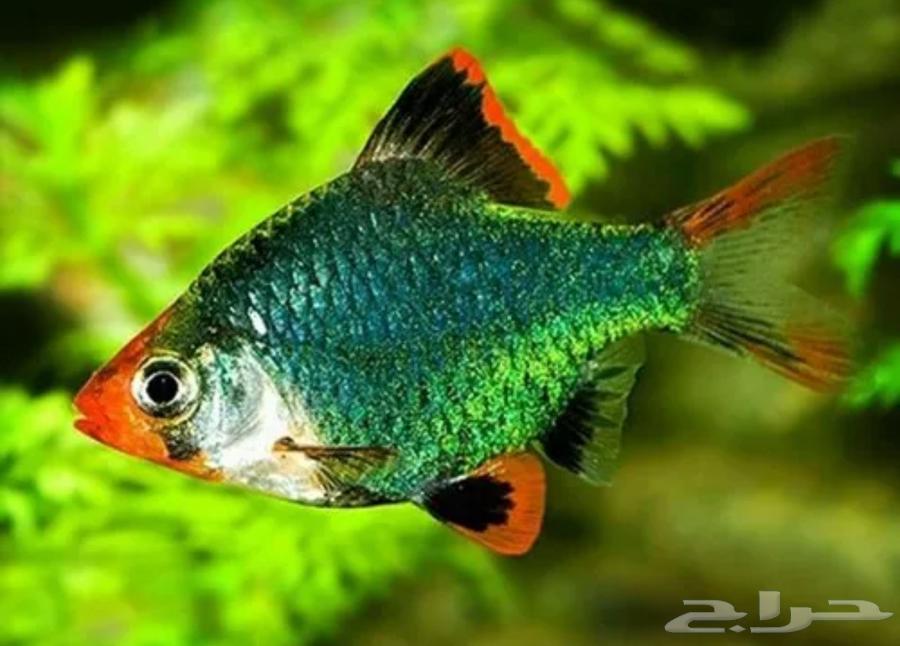 Tiger fish63055257394179111