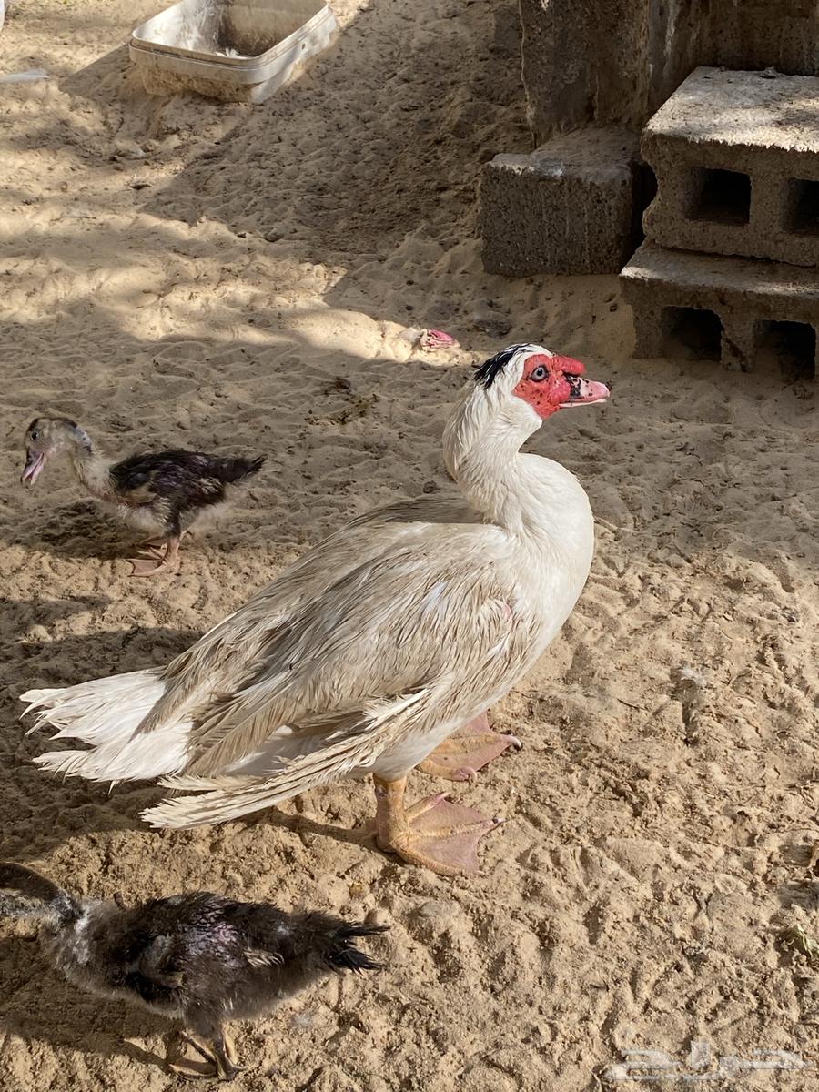 بط مصري ذكور63054843329411111