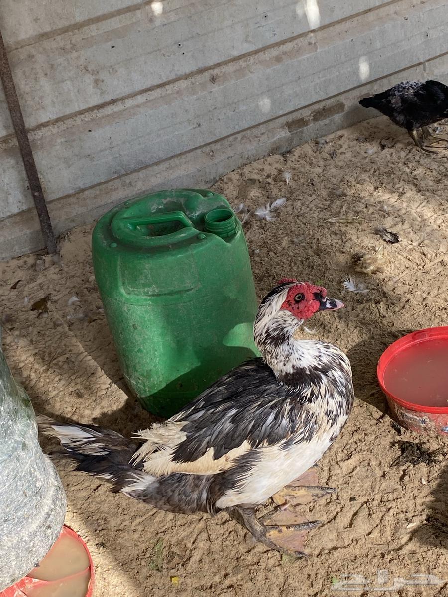 بط مصري ذكور63054843329411112