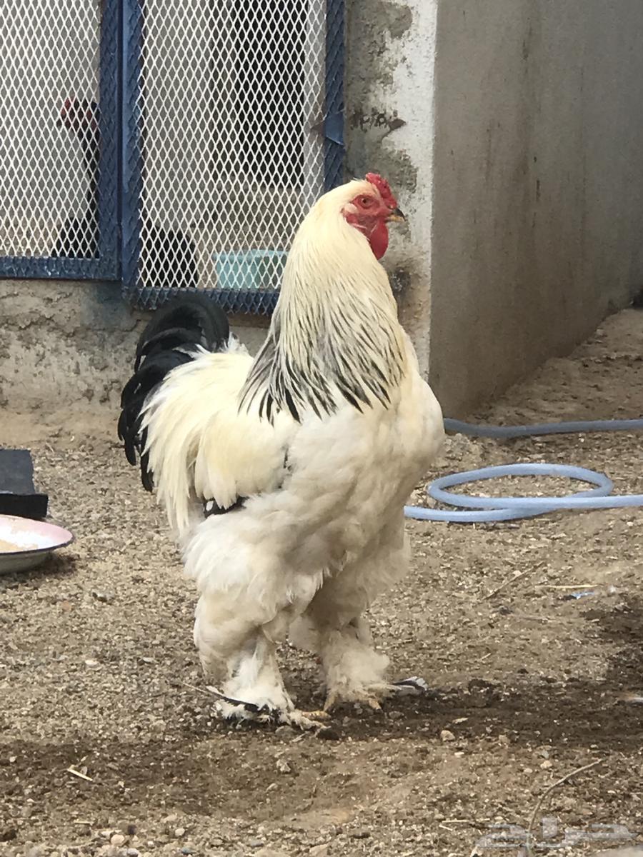 Brahma Columbian roosters for sale, sold out63055234588034111