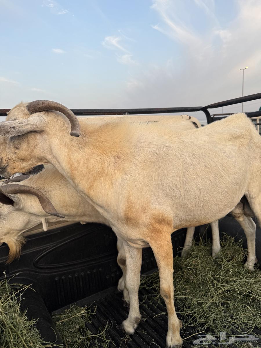غنم فحول 2 اسنانها سديس نظيف من الخراج ومن الامراض ا63056031129347111