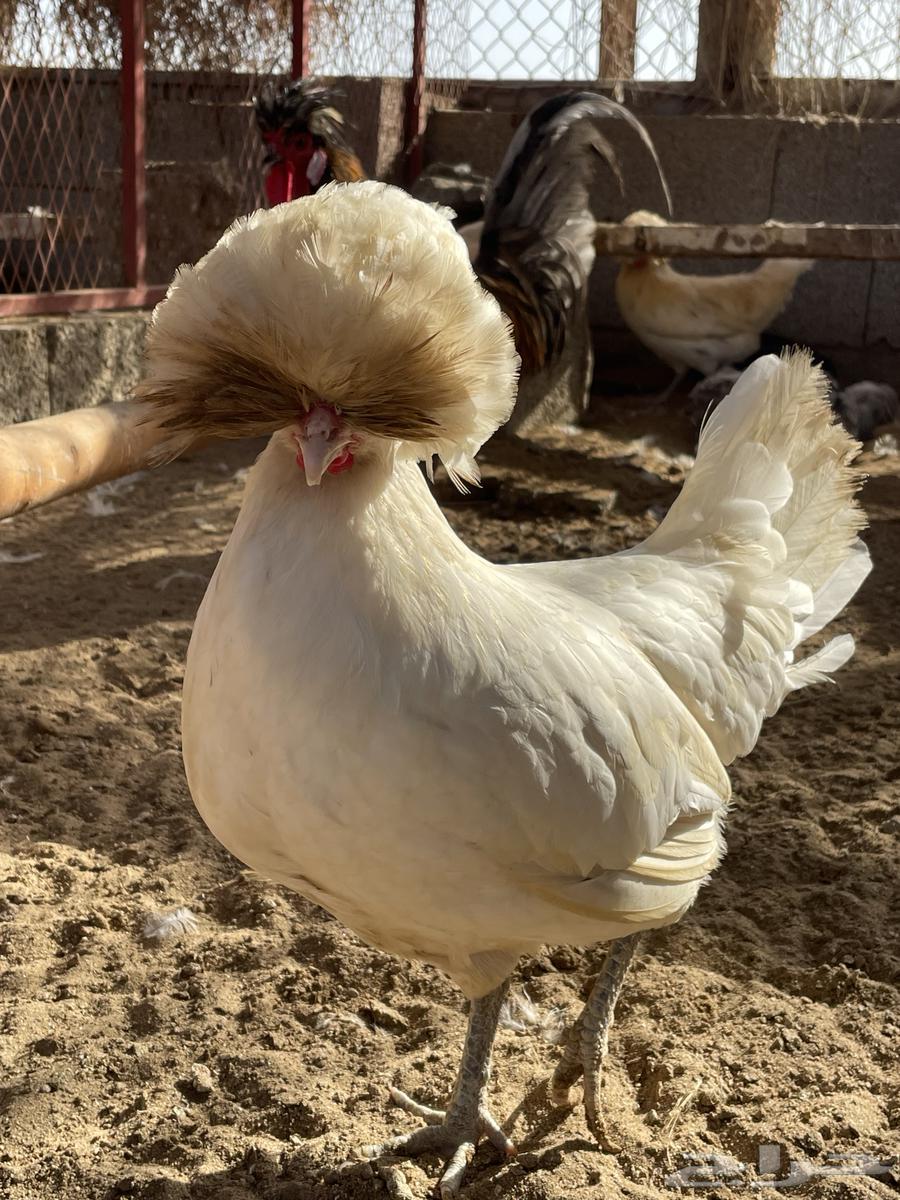للبيع بيض دجاج بولش بولندي مخصب630567680839711114
