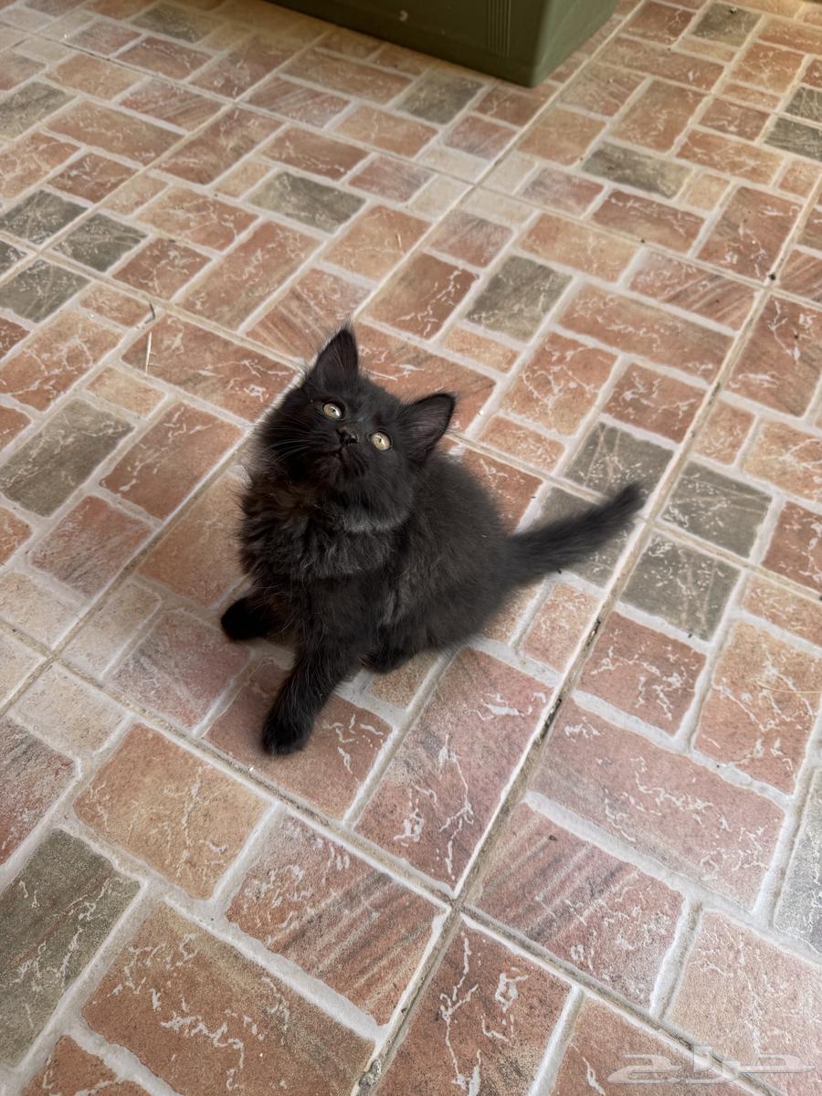 Two black Shirazi kittens for adoption, 3 months old63054442005507111