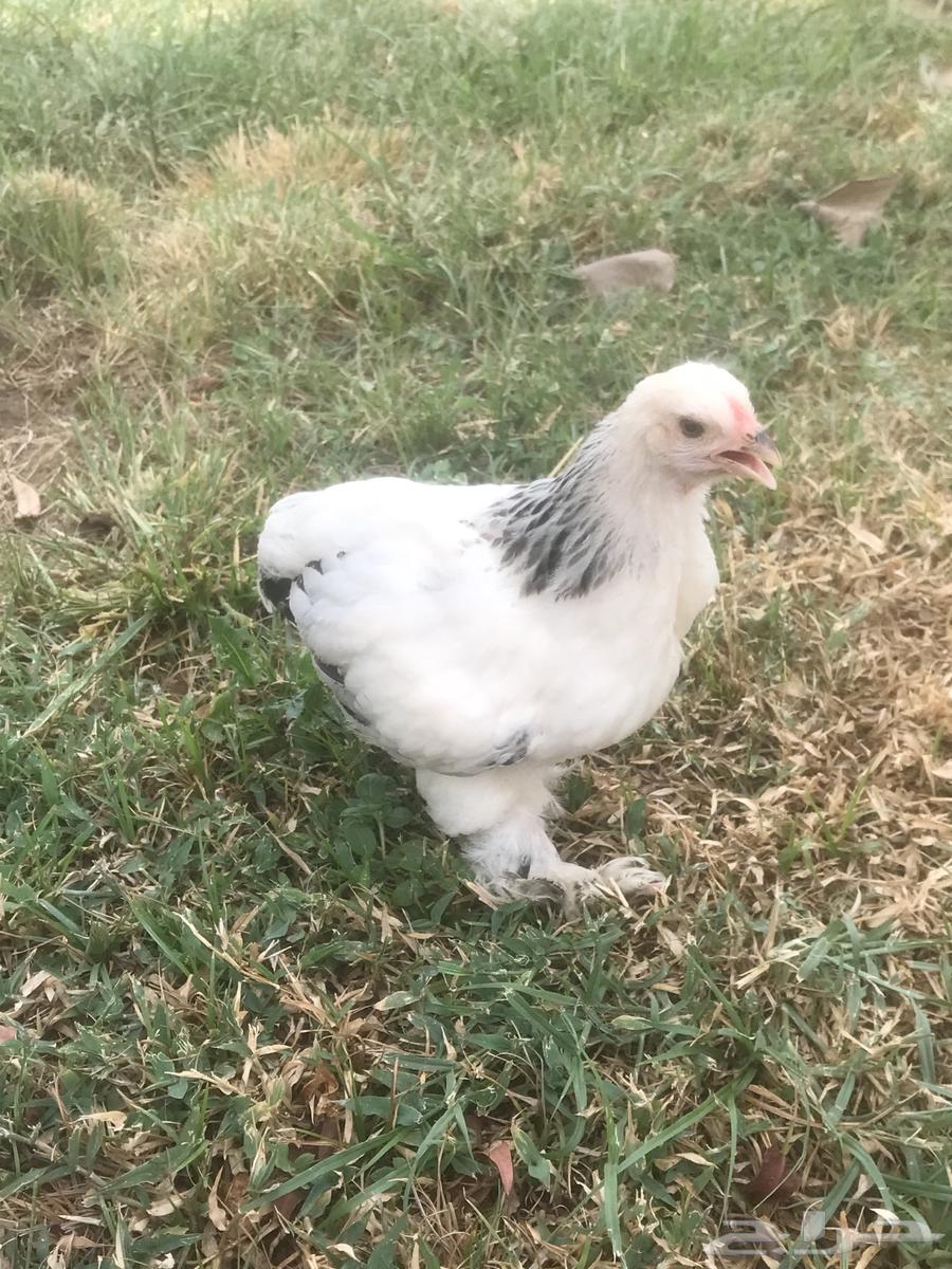 Brahma Columbian roosters for sale, sold out630552345880341129
