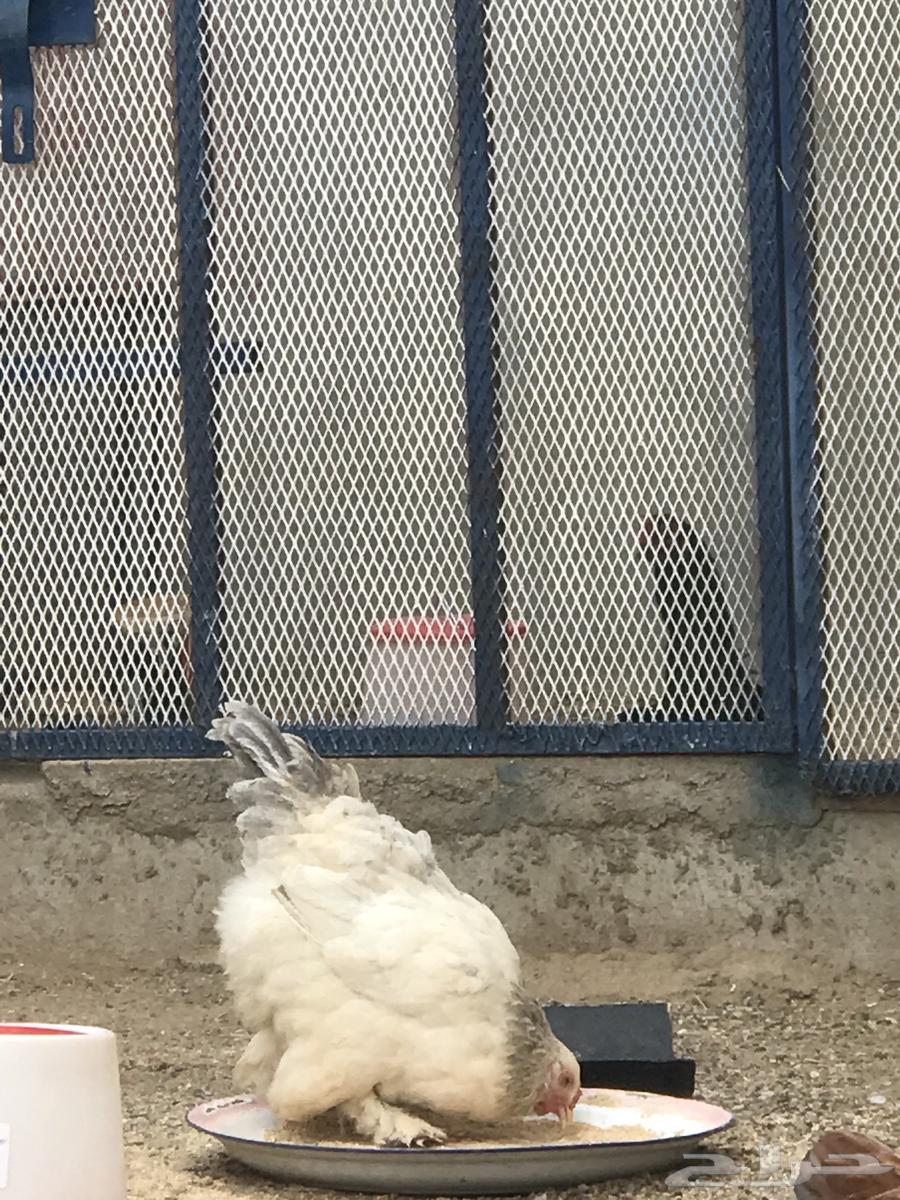 Brahma Columbian roosters for sale, sold out63055234588034112