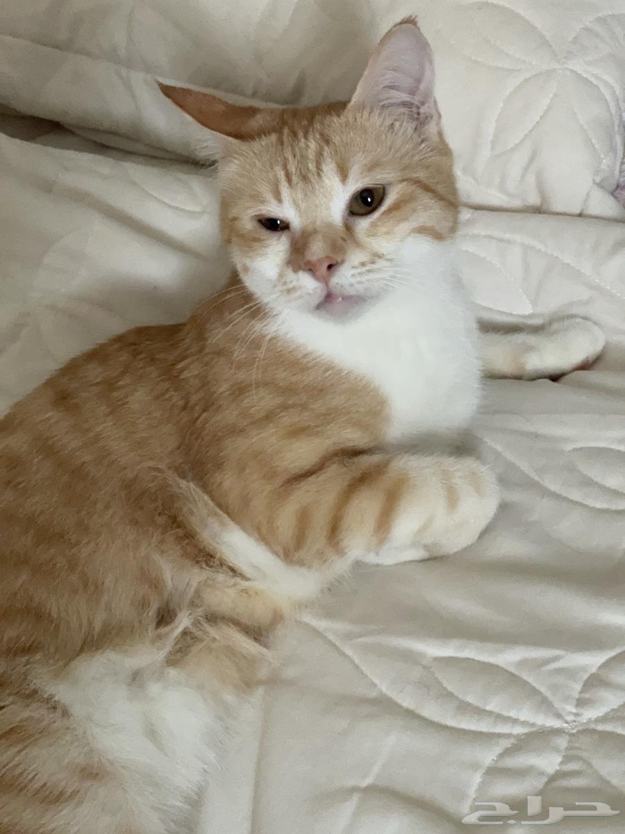 Cat for adoption with her belongings63055646263810111