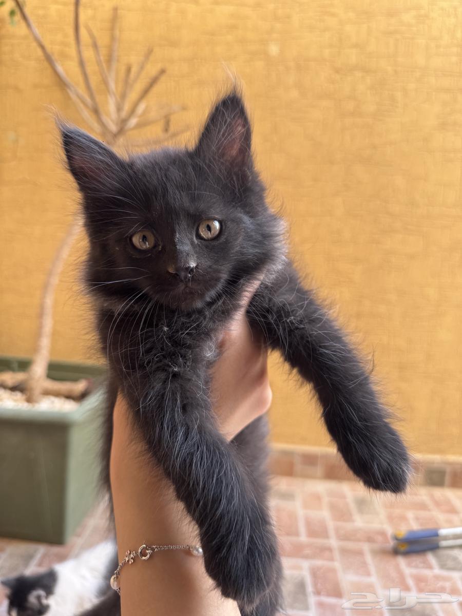 Two black Shirazi kittens for adoption, 3 months old63054442005507112