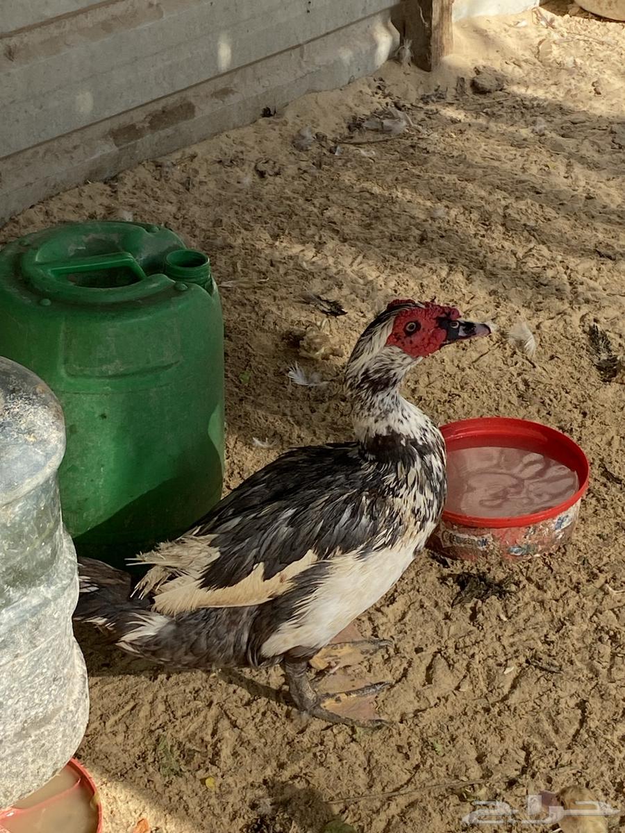 بط مصري ذكور630548433294111117