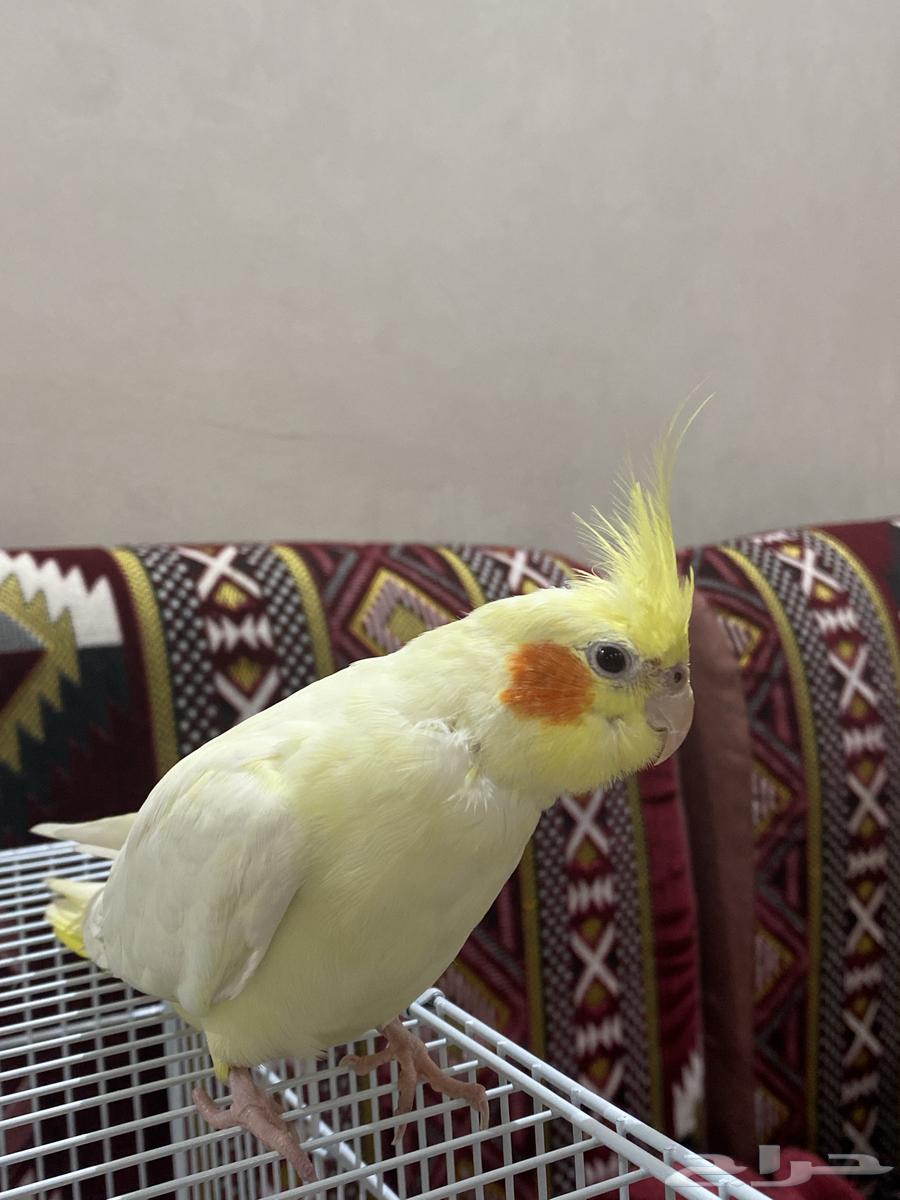 Crowan63076532350593113