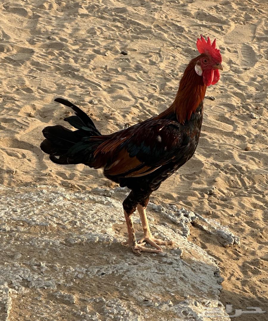 Four devokes for sale my country63056052416129112