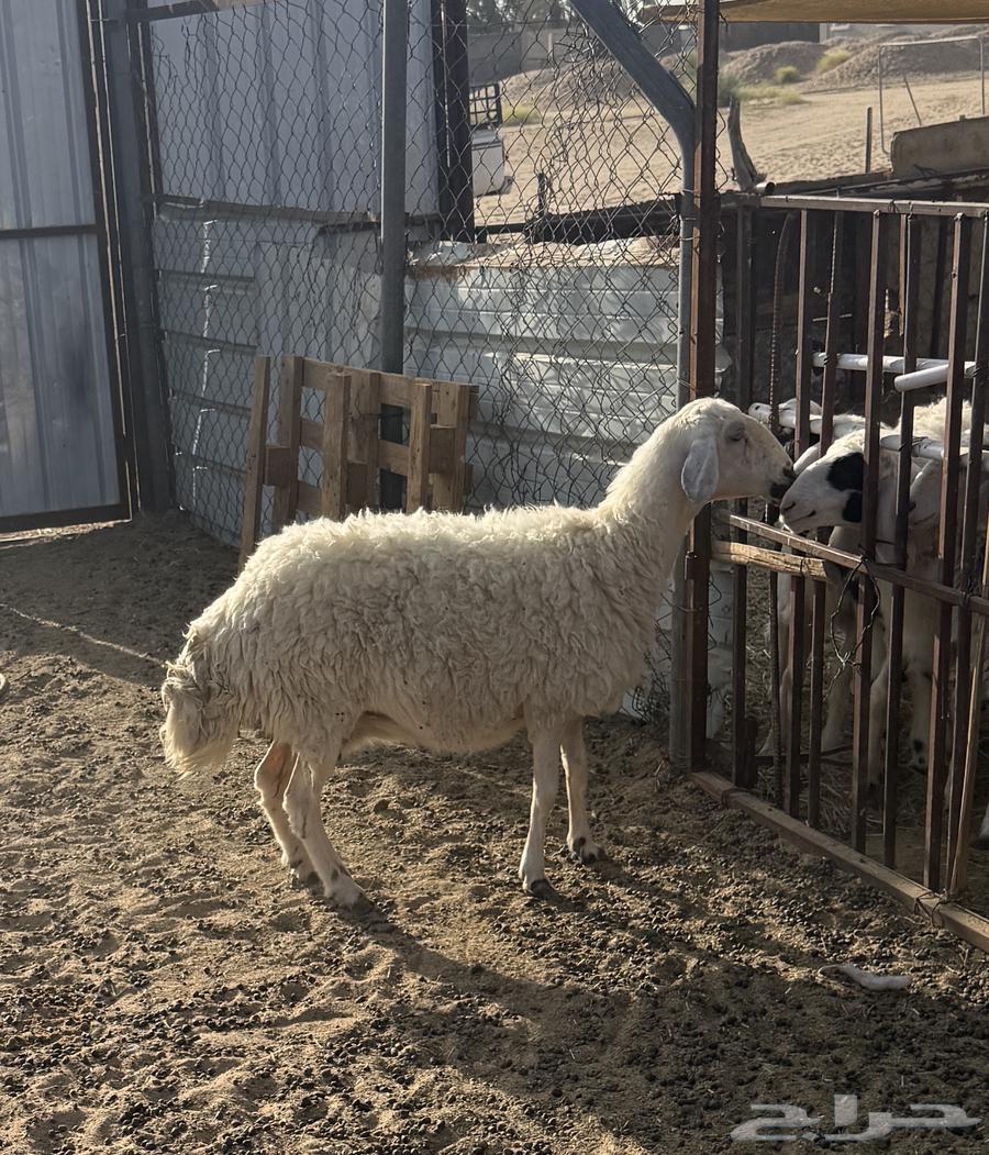 Yellow sheep for sale63058447980417112