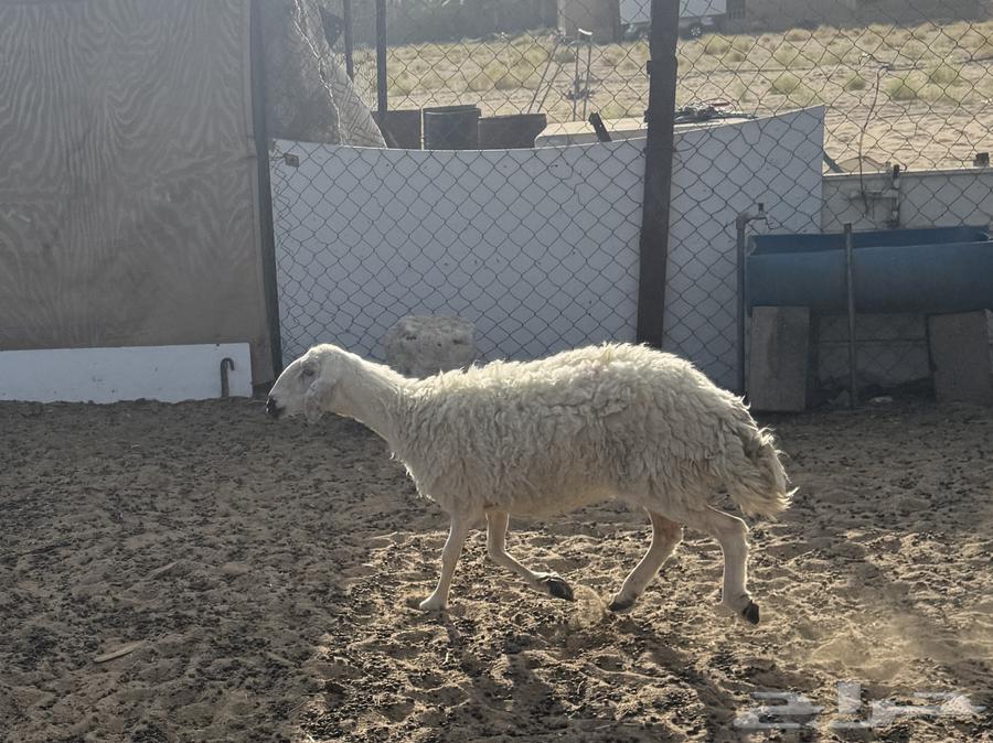 Yellow sheep for sale63058447980417111