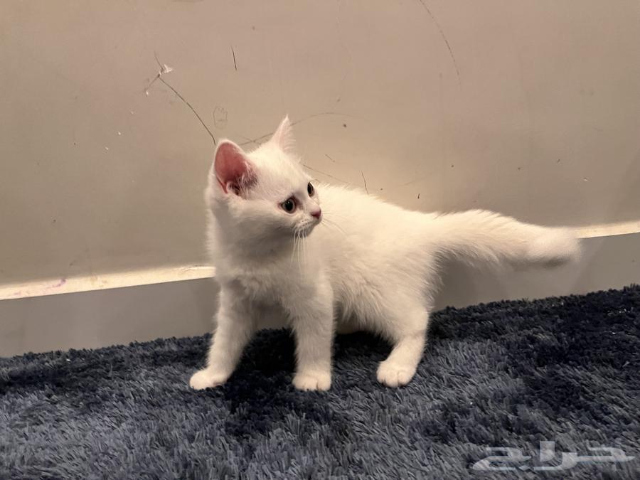 Shirazi cat for sale, not for adoption630552297007381119