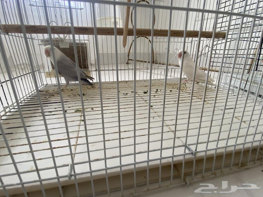 زوج روز منتج63056435328386117