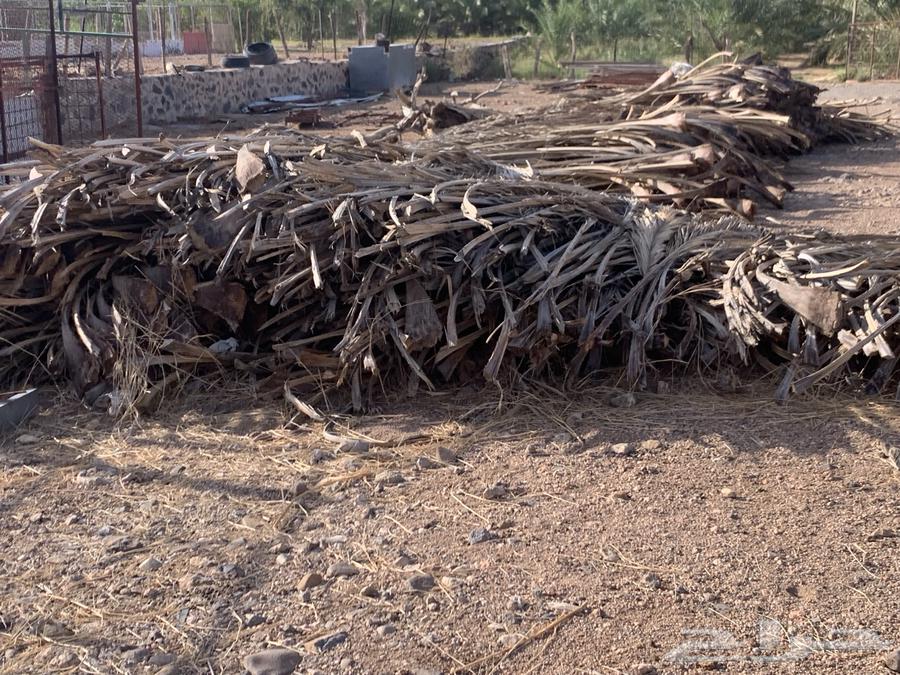 Green oasis north of Taif63055246020355111