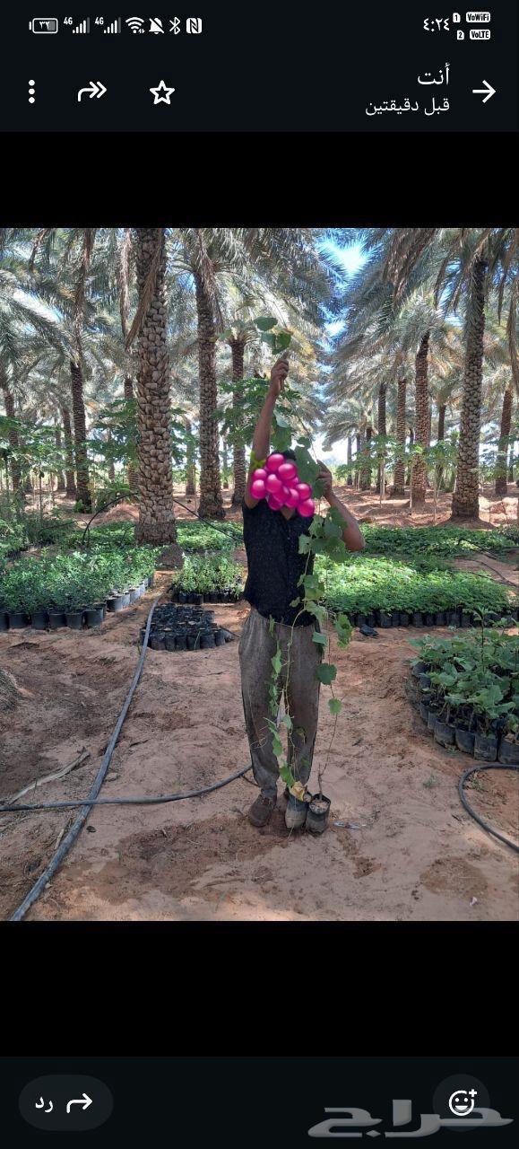 شتلات فاكهة63054826572419112