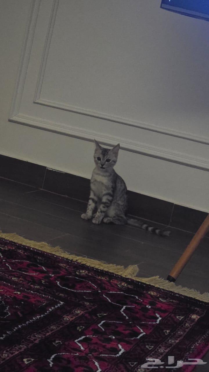 قط هجين شيرازي بلدي للتبني63055235235713112