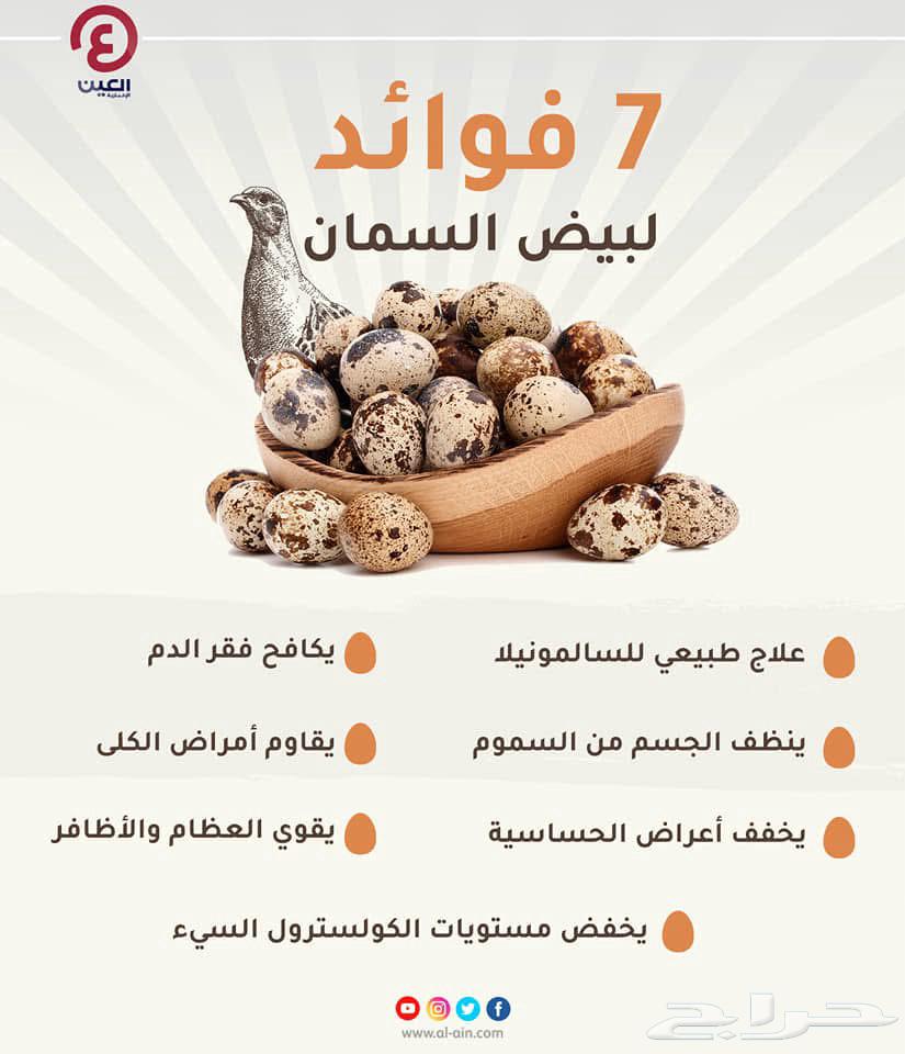 بيض سمان فري مخصب للفقاسات شرط التخصيب63264324244994112