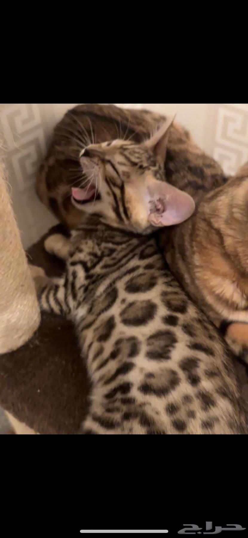 Bengal cats for sale strong levels63055625594882111