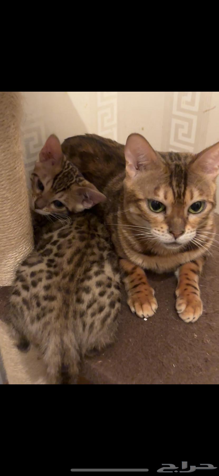 Bengal cats for sale strong levels63055625594882113
