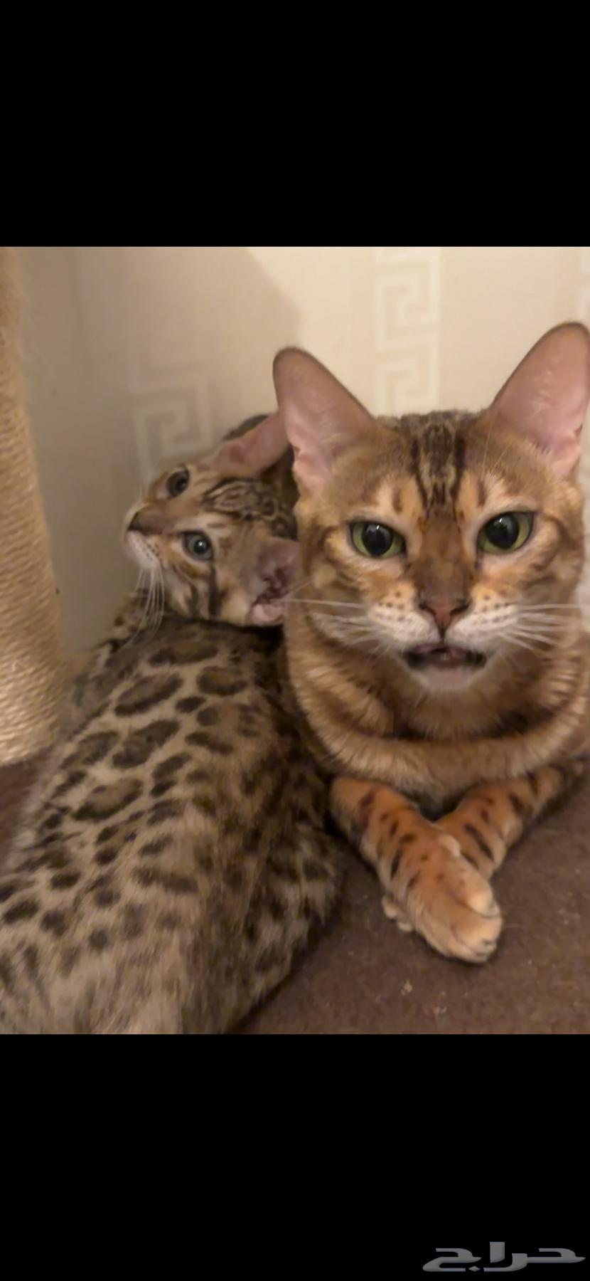 Bengal cats for sale strong levels63055625594882112