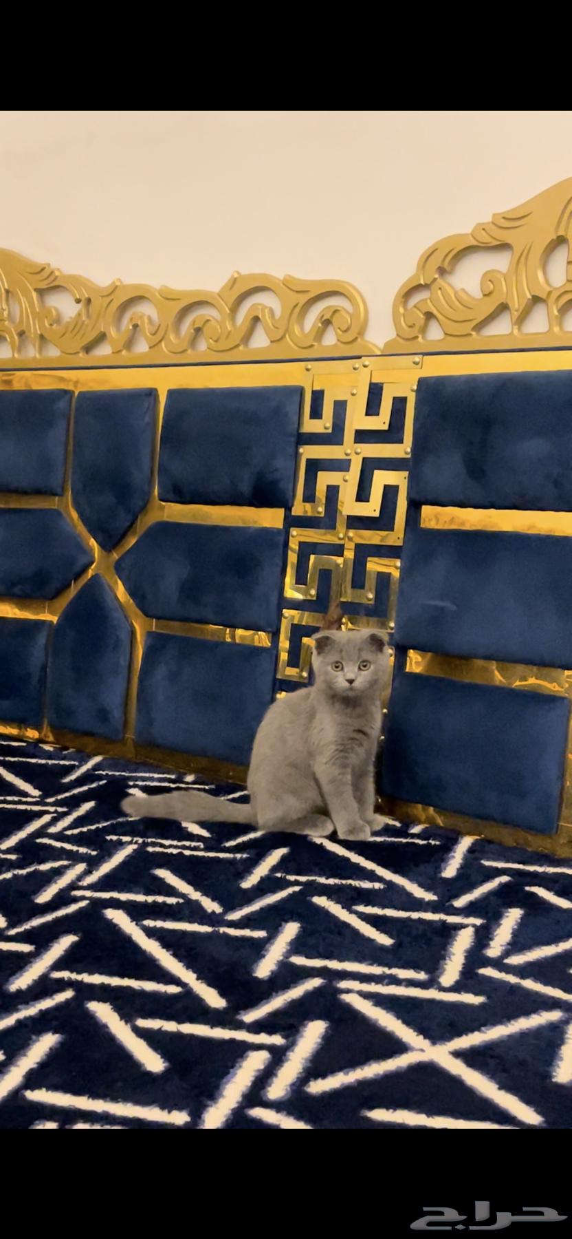 نوع القط . سكوتش فولد ذكر عمره 4شهور مطعم تطعيمه وحده630552196787231121