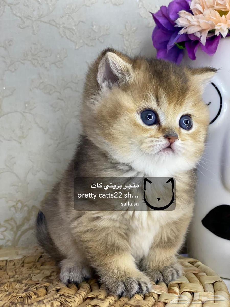 Scotch Street Scotch Fold cat cats kittens pure kittens63055267572227111