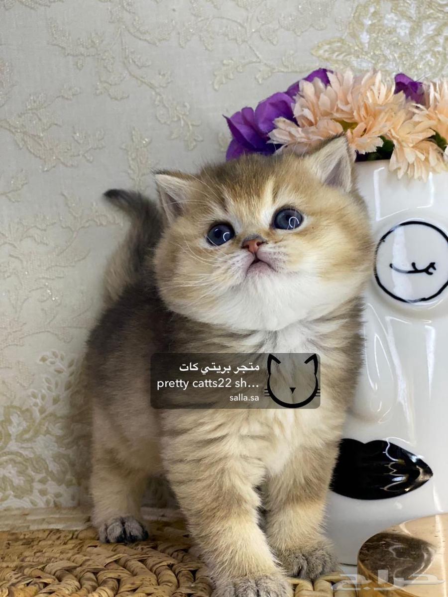 Scotch Street Scotch Fold cat cats kittens pure kittens63055267572227112