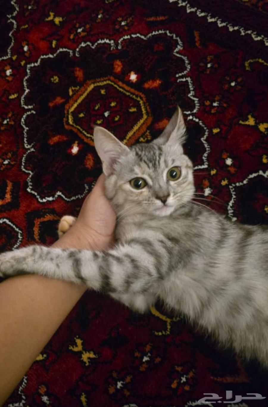 قط هجين شيرازي بلدي للتبني630552352357131117