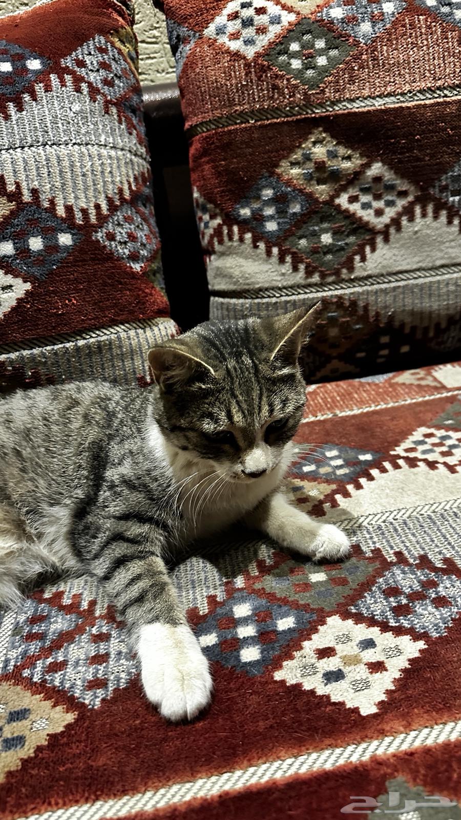 Beautiful, friendly spayed cat for adoption63065986444803112