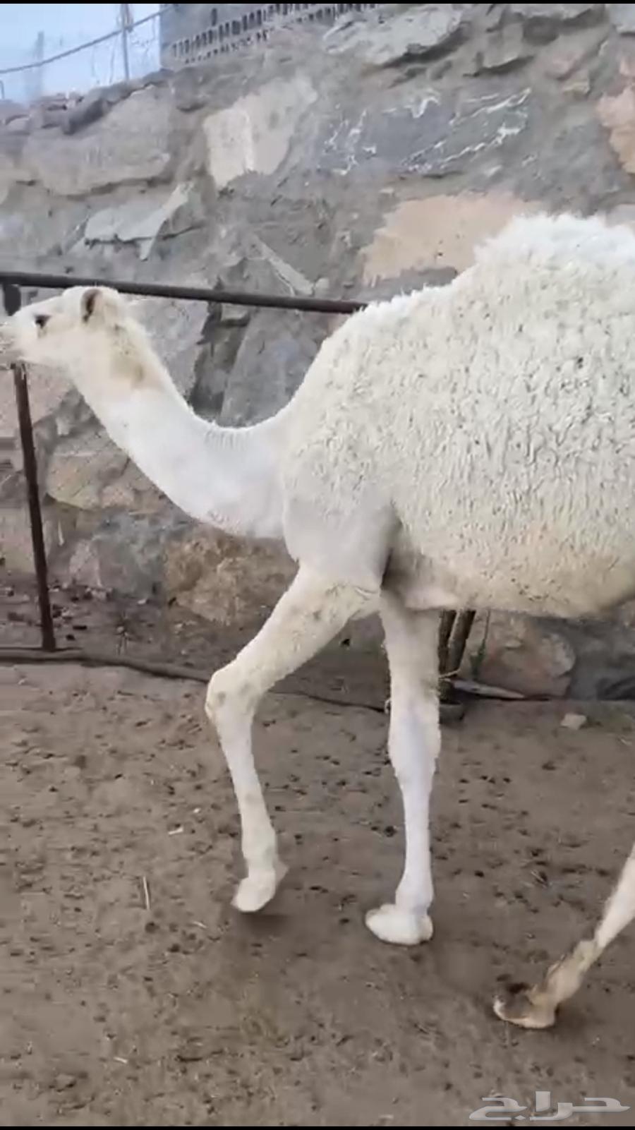 قعود مفرود630544905816351121