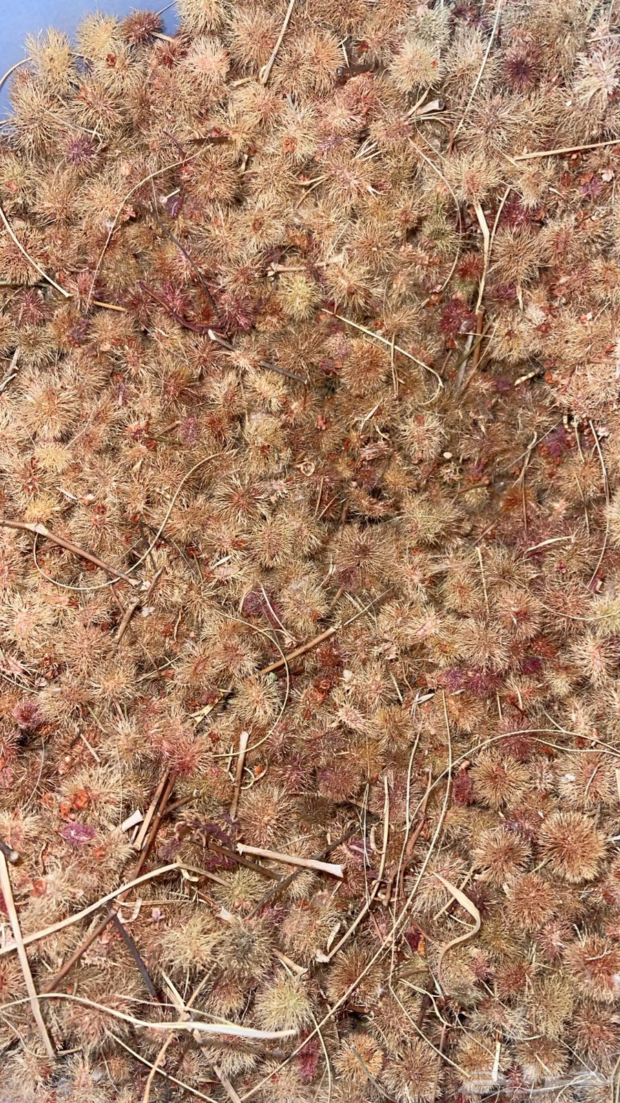 New seeds of moisture per kilogram63054490299267111