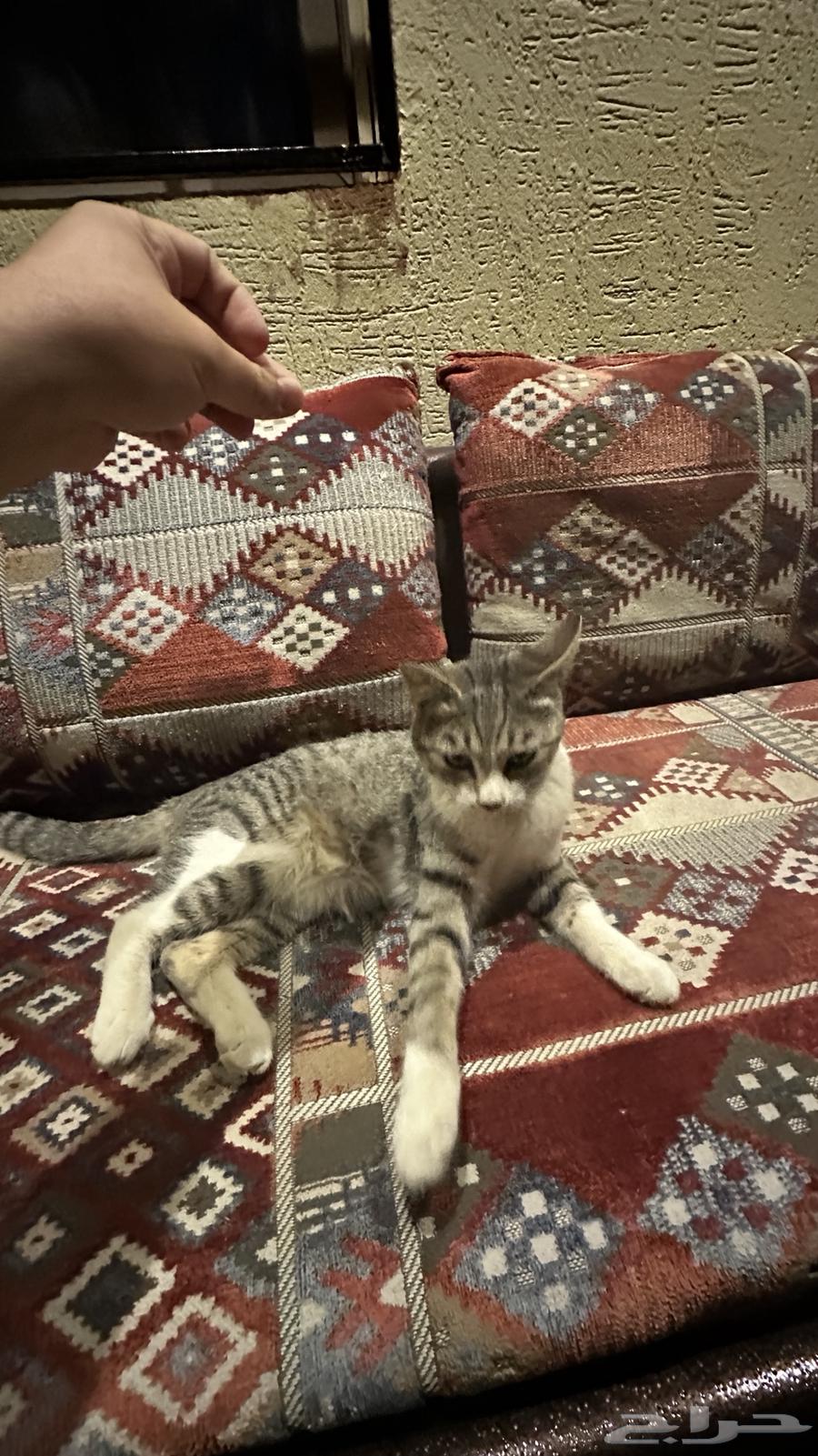 Beautiful, friendly spayed cat for adoption63065986444803114