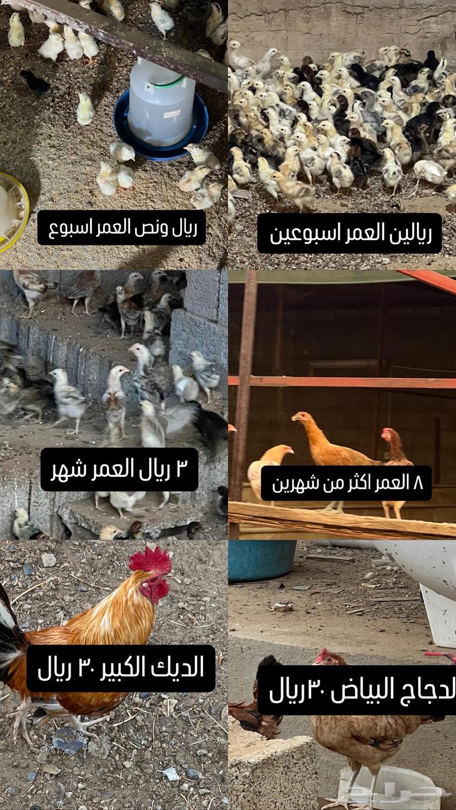 دجاج630520273866271117