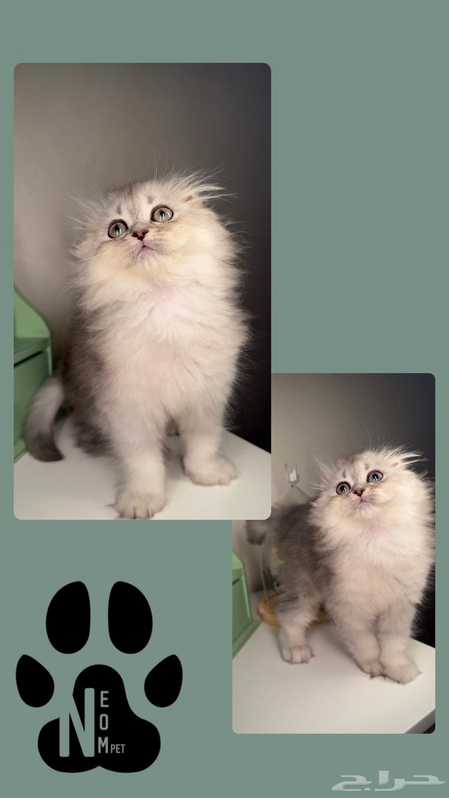 Scotch Fold kittens for sale in Jeddah, Makkah, Taif. Female and male Persian Himalayan cats.63052445866882114