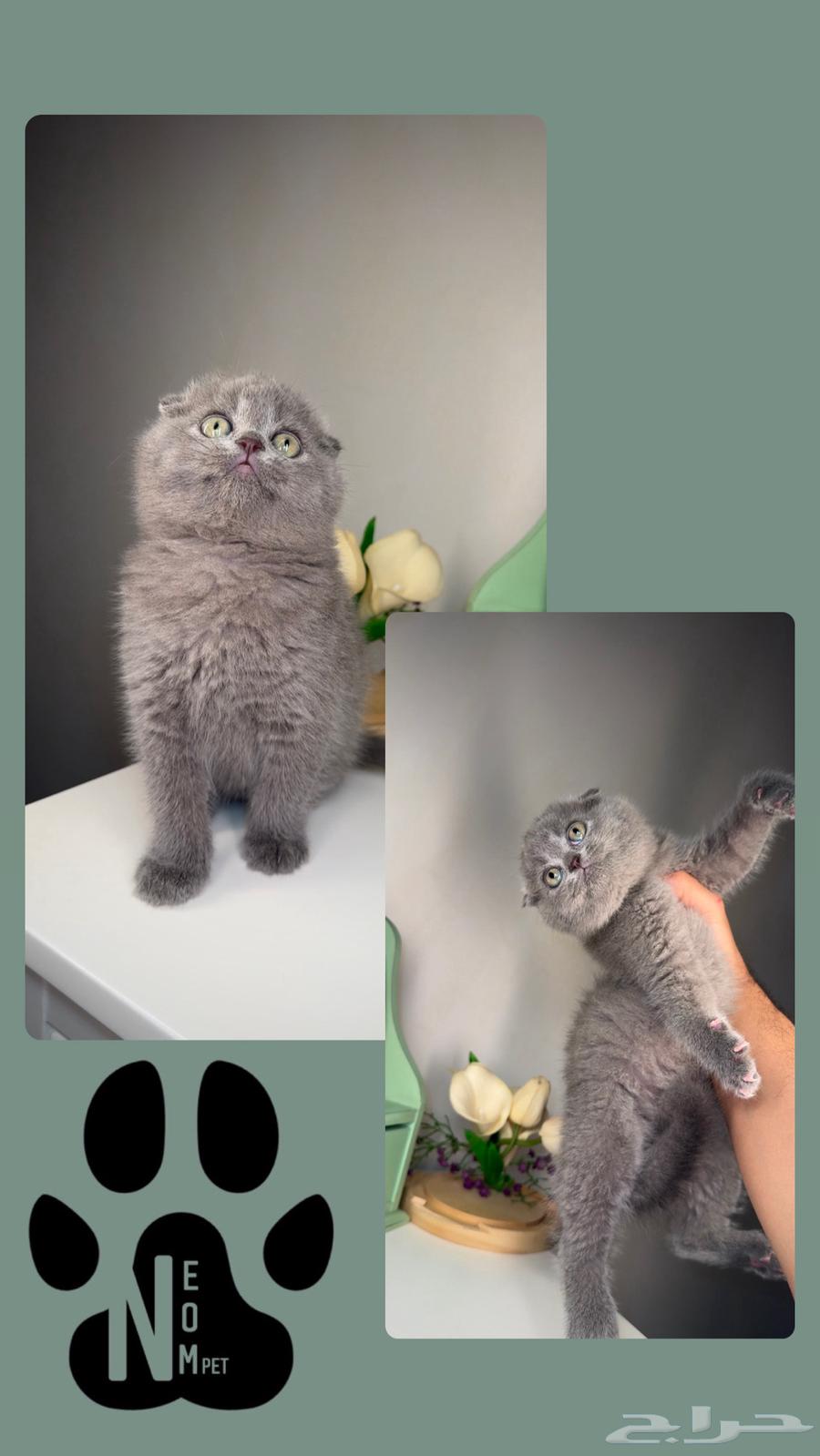 Scotch Fold kittens for sale in Jeddah, Makkah, Taif. Female and male Persian Himalayan cats.63052445866882111