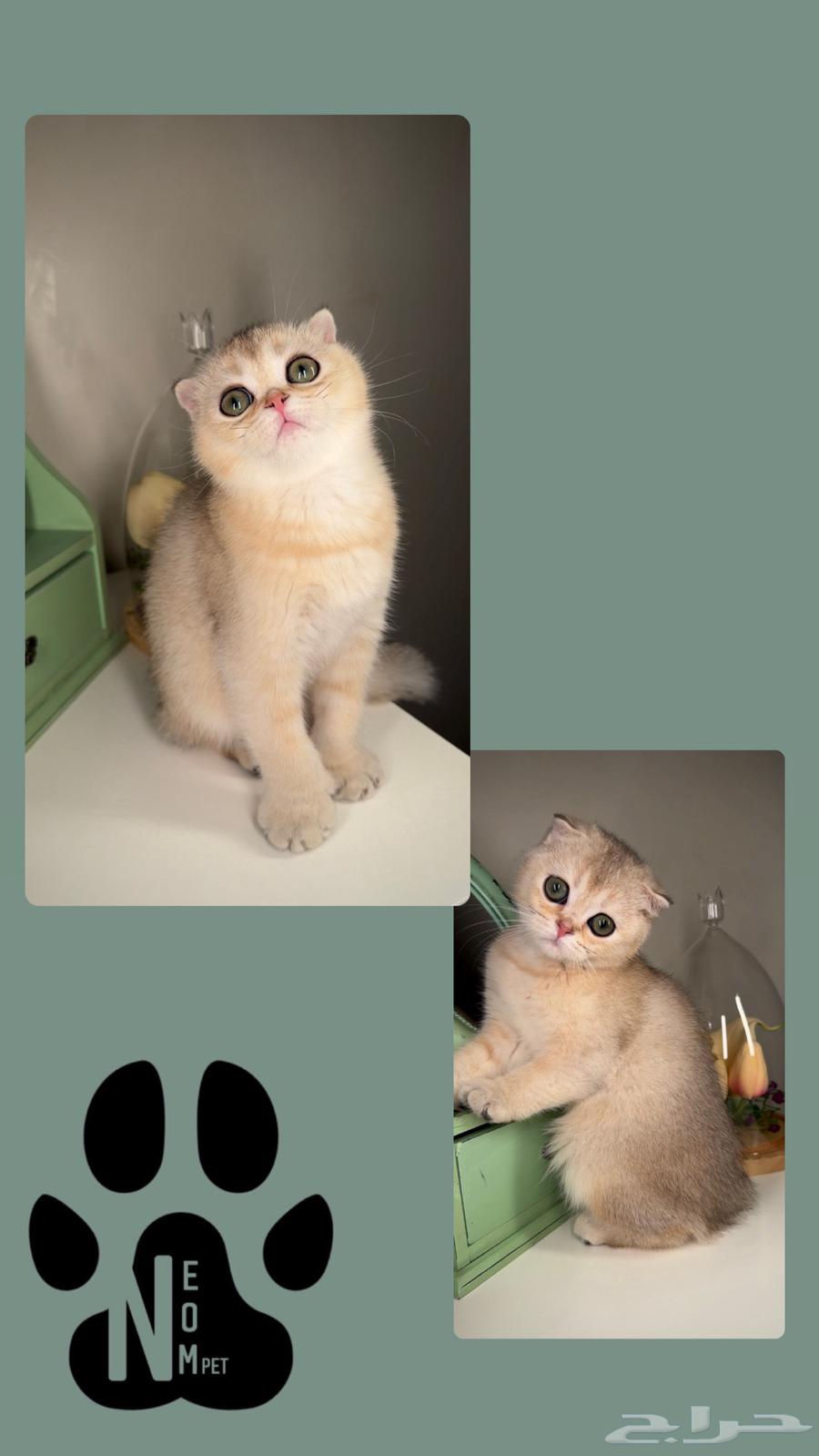 Scotch Fold kittens for sale in Jeddah, Makkah, Taif. Female and male Persian Himalayan cats.63052445866882113