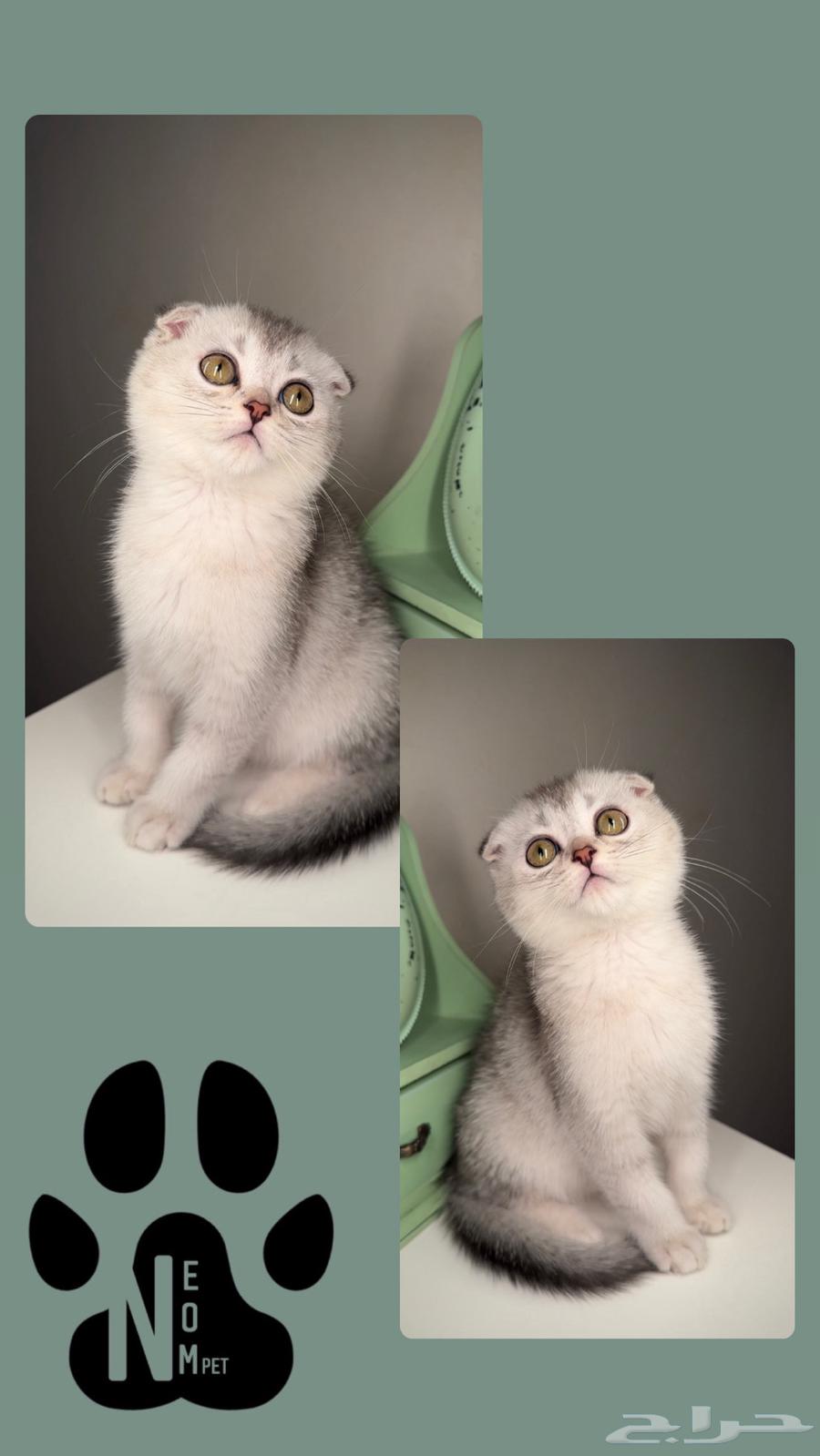 Scotch Fold kittens for sale in Jeddah, Makkah, Taif. Female and male Persian Himalayan cats.63052445866882112