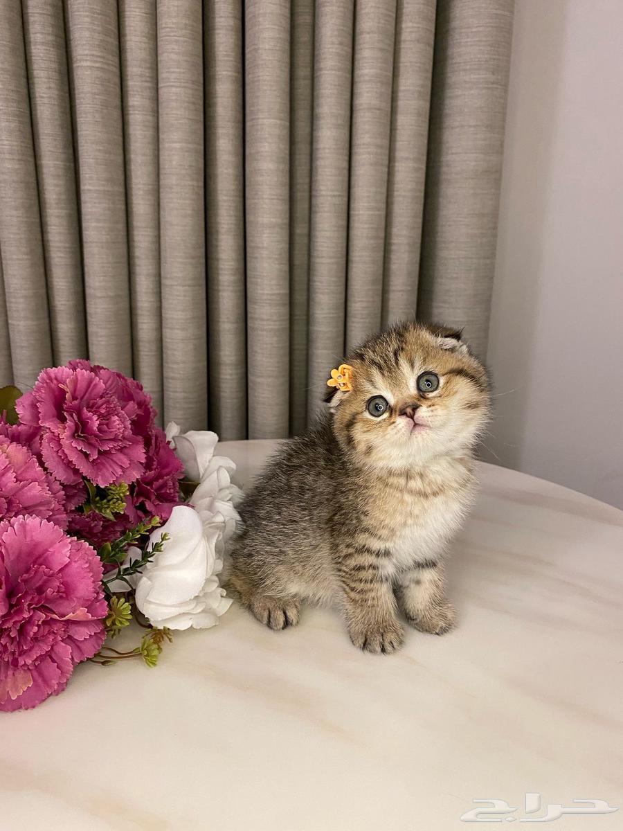 Scottish Fold kittens for sale63052446061443114