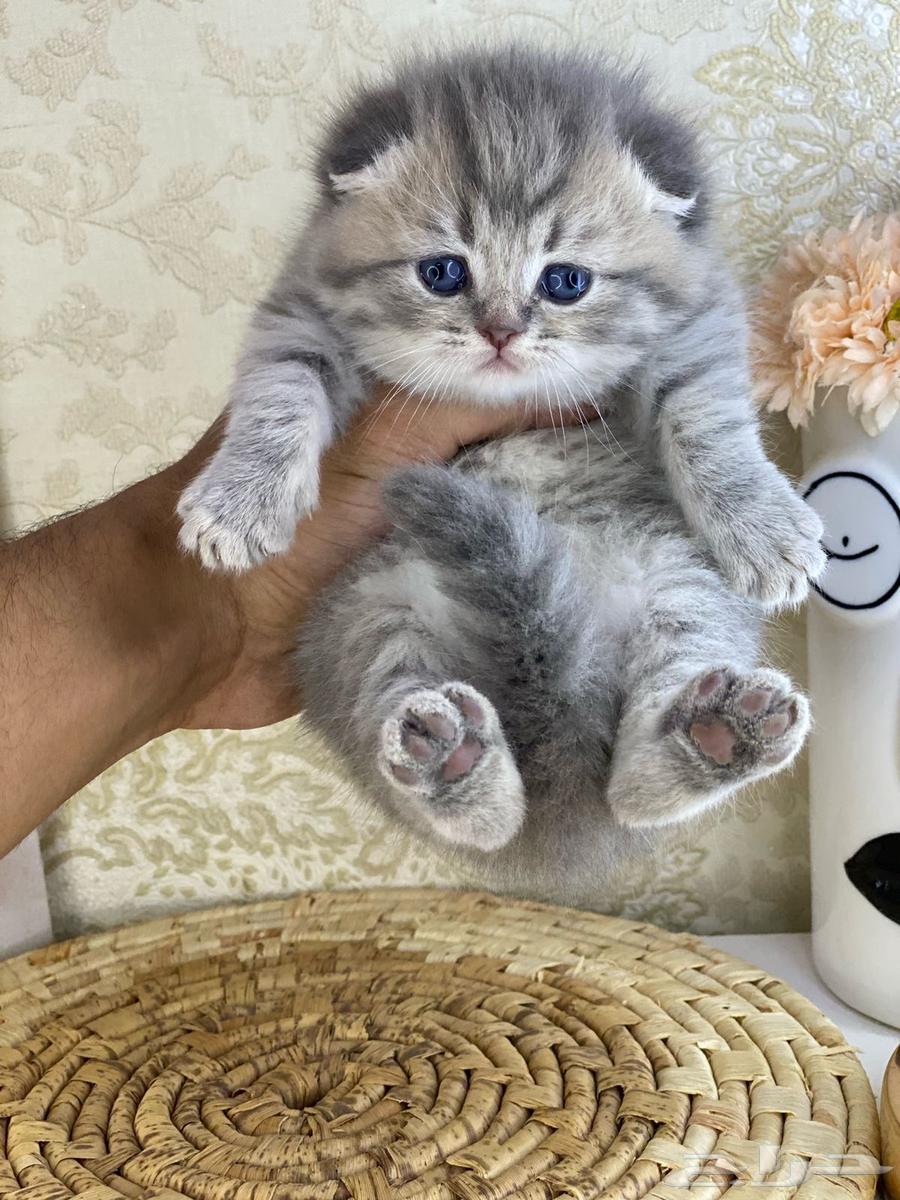Kittens, small cats, a female cat, Scottish Shorthair63052053747842111