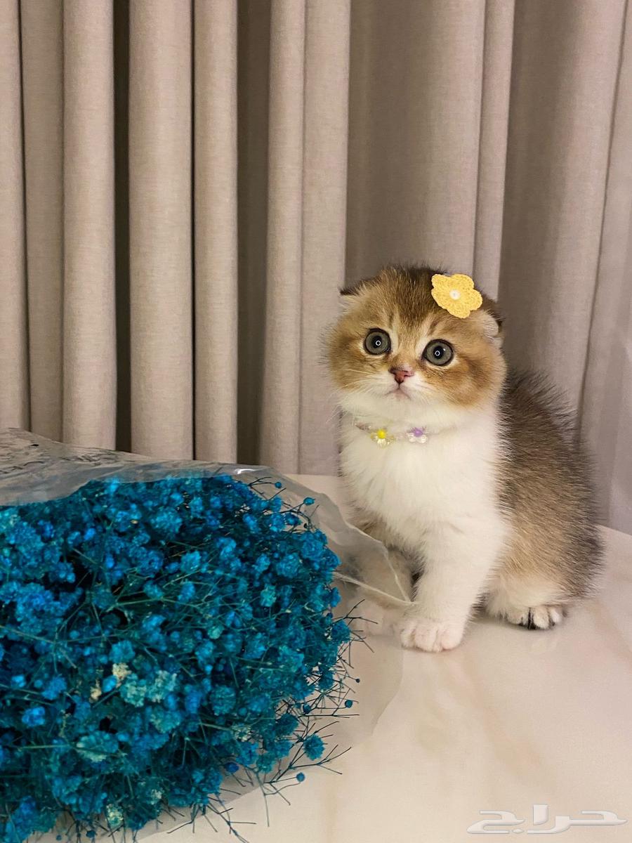 Scottish Fold kittens for sale63052446061443112