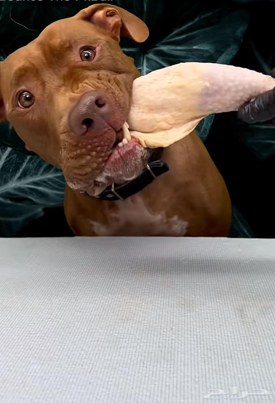 Chicken is food for dogs and carnivorous animals63068382608899113
