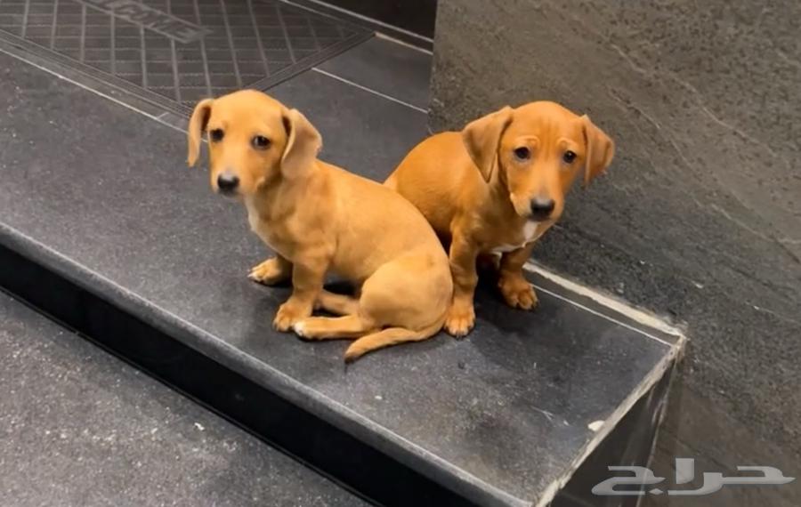 جرو داكسند او كلب النقانق او دوتش هاوند او داشهند dachshund63053650460803112