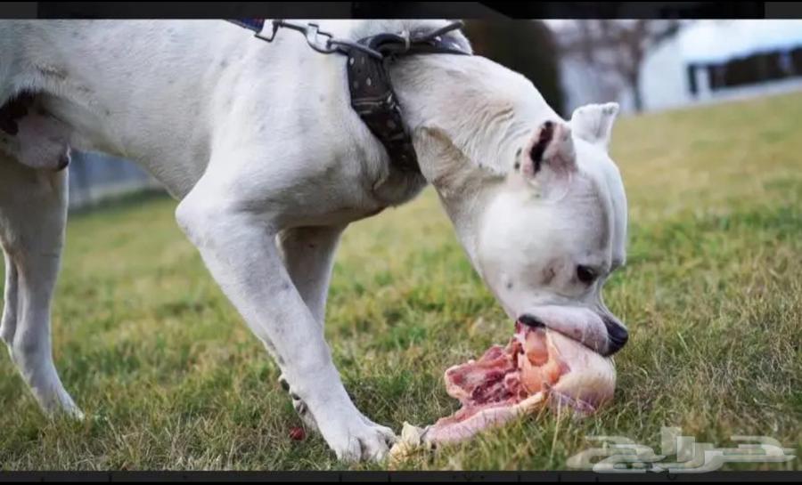 Chicken is food for dogs and carnivorous animals63068382608899112