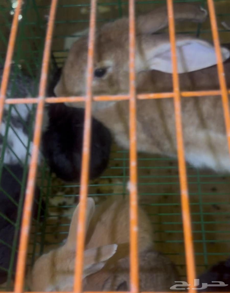 For sale all types of rabbit breeds of different ages63051623825921111