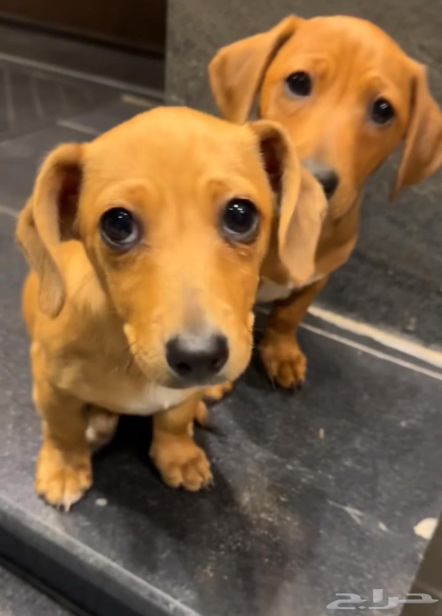 جرو داكسند او كلب النقانق او دوتش هاوند او داشهند dachshund63053650460803111