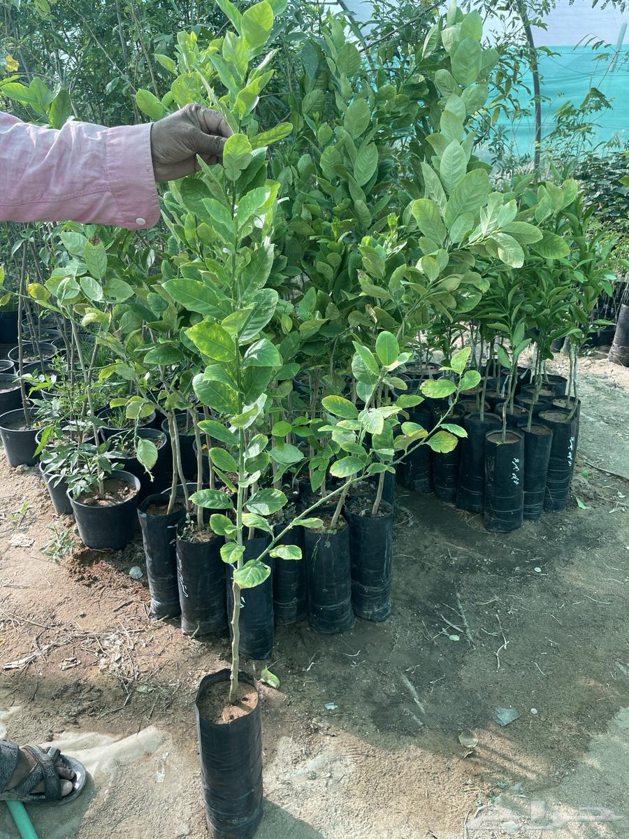 Various citrus seedlings63052478509954111