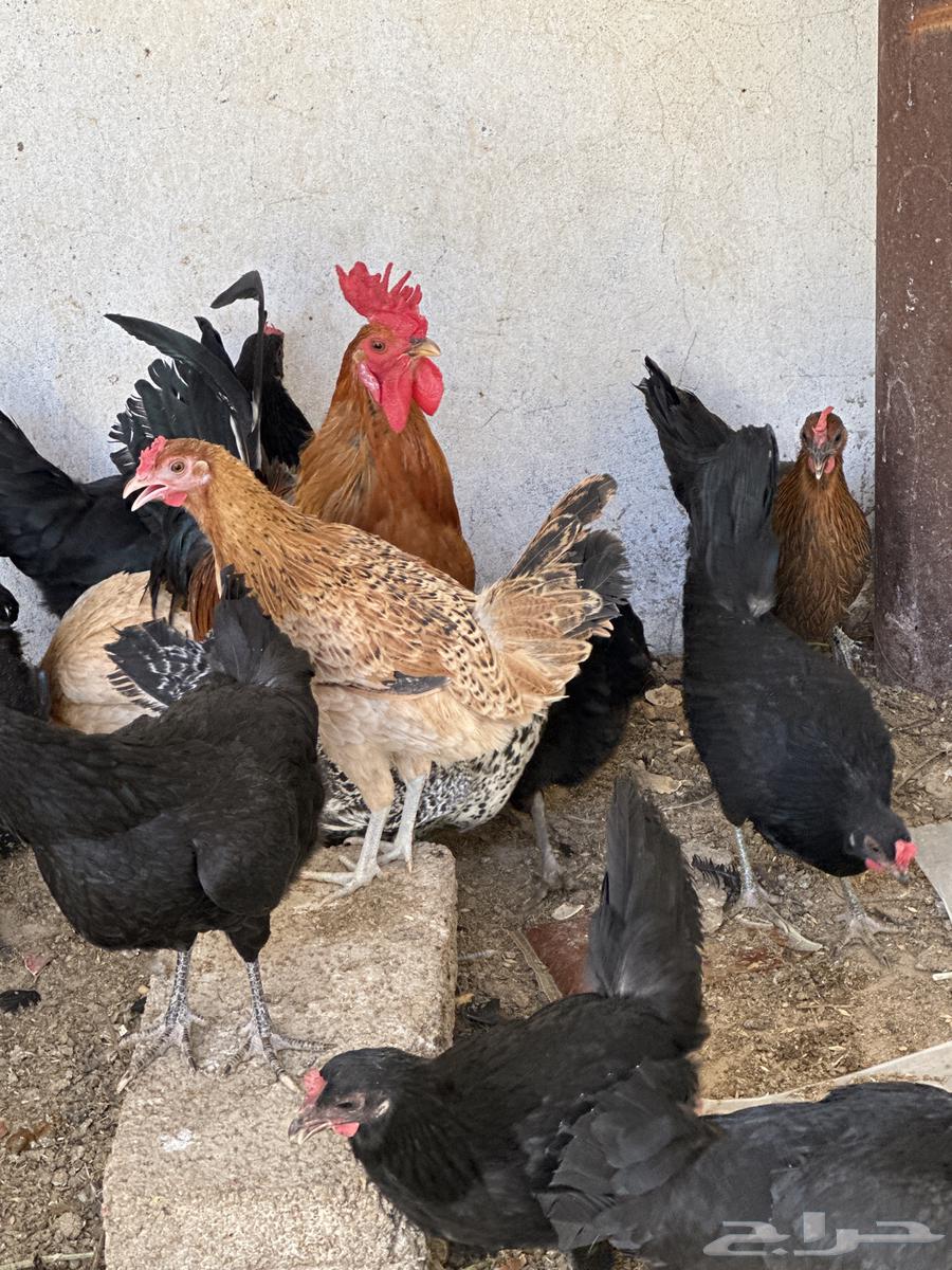 White chicken63053667737473111
