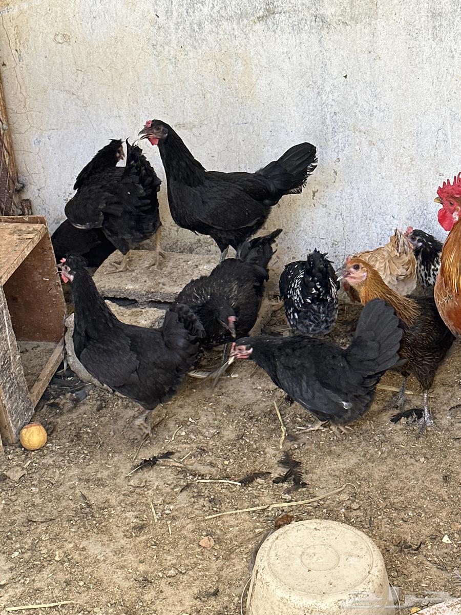 White chicken63053667737473112