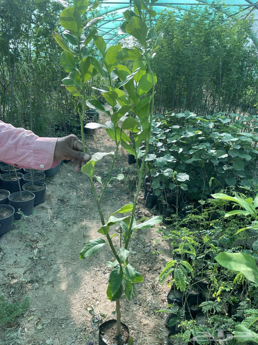 Various citrus seedlings63052478509954113